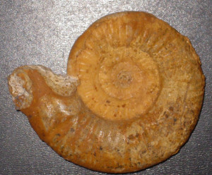 Indosphinctes ( Elatmites ) revili ( Mangold, 1970 )