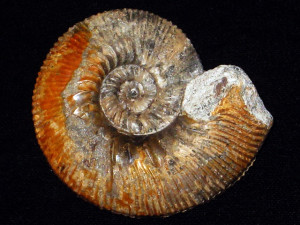 Kepplerites ( Toricellites ) curticornutum ( Buckman, 1925 )
