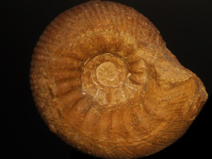 Kepplerites ( Kepplerites ) gowerianus ( Sowerby, 1827 )