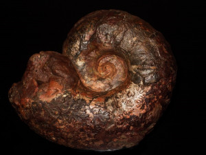 Megalytoceras amplum ( Oppel, 1862 )