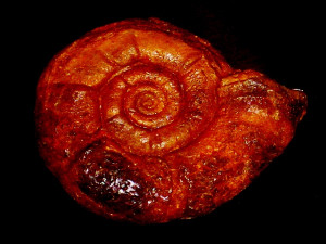 Megalytoceras rasile ( Vacek, 1886 )