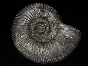 Homoeoplanulites ( Parachoffatia ) arisphinctoides ( Arkell, 1958 )