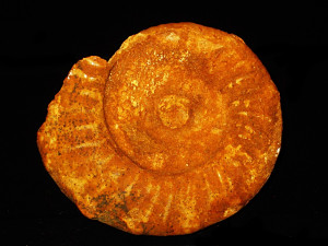 Binatisphinctes ( Binatisphinctes ) pseudomosquensis ( Teisseyre, 1883 )