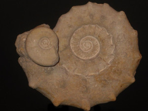 Peltoceras athleta var. baylei ( Prieser, 1937 ) mit kleinem Lunuloceras sp.