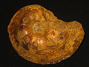 Phlycticeras pustulatum var. nodosum ( Quenstedt, 1887 )