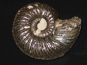 Quenstedtoceras henrici ( Douville, 1912 )