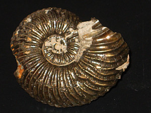 Quenstedtoceras henrici ( Douville, 1912 )