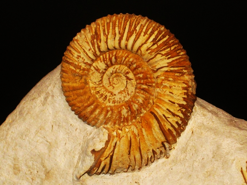 Reineckeia ( Reineckeites ) stuebeli ( Steinmann, 1881 )