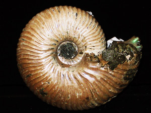 Eboraciceras ( Rondiceras ) milaschevici ( Nikitin, 1881 )