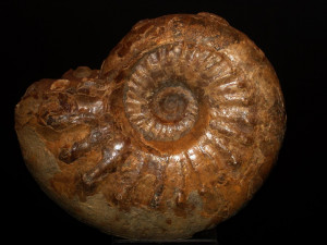 Sonninia ( Papilliceras ) espinazitensis ( Tornquist, 1898 )