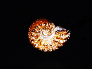 Spinammatoceras pugnax ( Vacek, 1886 )