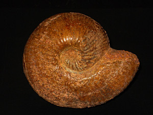 Bullatimorphites ( Bullatimorphites ) weigelti (Kuhn, 1939)