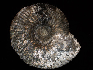 Cadoceras frearsi ( d’Orbigny, 1845 )