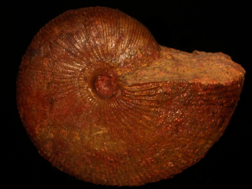 Macrocephalites ( Macrocephalites ) madagascariensis ( Lemoine, 1910 )