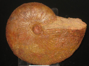 Macrocephalites ( Macrocephalites ) madagascariensis ( Lemoine, 1910 )