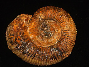 Peltoceras ( Parapeltoceras ) stolleyi ( Prieser, 1937 )