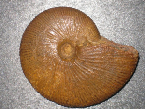 Macrocephalites ( Macrocephalites ) compressus ( Quenstedt, 1846 )