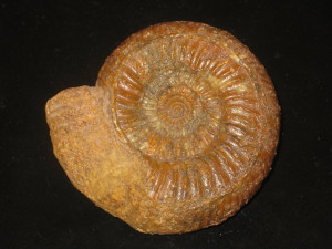 Vermisphinctes ( Prorsisphinctes ) pseudomartinsi ( Siemiradzki, 1899 )