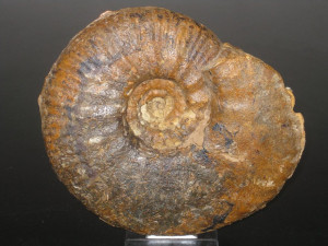 Parammatoceras obtectum ( Buckman, 1925 )