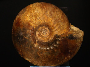 Cadoceras sublaeve (Sowerby, 1814)