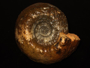 Cadoceras elatmae ( Nikitin, 1878 )
