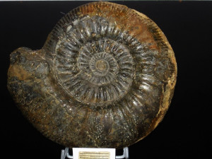 Homoeoplanulites ( Parachoffatia ) funatus ( Oppel, 1857 )