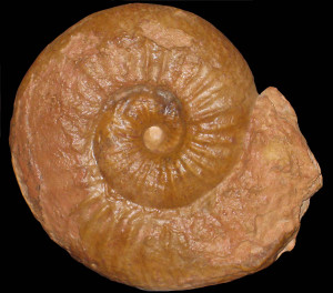 Ericytes fallifax ( Arkell, 1957 )