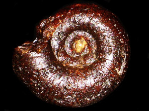 Erycites labrosus ( Quenstedt, 1886 )