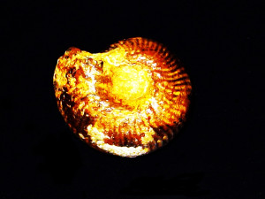 Erycites sphaeroconicus ( Buckman, 1922 )