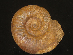 Fontannesia grammoceroides ( Haug, 1887 )