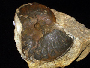 Oecotraustes ( Oecotraustes ) nivernensis ( de Grossouvre, 1918 )