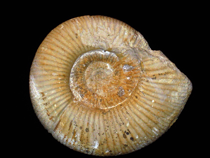 Subdiscosphinctes ( Subdiscosphinctes ) freybergi ( Geyer, 1961 )
