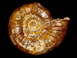 Perisphinctes balinensis ( Neumayr, 1871 )