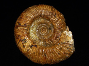 Parkinsonia ( Parkinsonia ) pachypleura ( Buckman, 1925 )