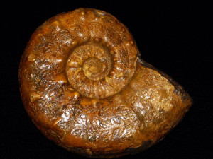 Euaspidoceras ( Euaspidoceras ) perarmatum ( Sowerby, 1822 )