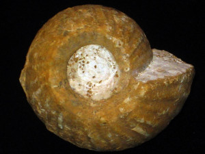 Erymnoceras coronatum ( d’Orbigny, 1847 )