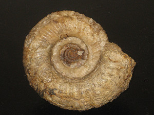 Zigzagiceras ( Zigzagiceras ) zigzag ( d’Orbigny, 1846 )