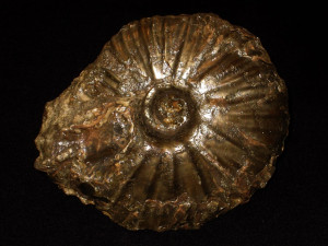 Pachyceras lalandeanum ( d’Orbigny, 1847 )