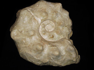 Lecointriceras fleuriausianum ( d’Orbigny, 1841 )