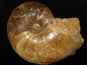 Cenoceras sp.