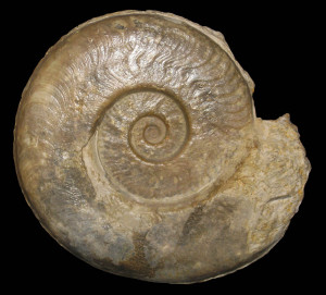 Harpoceras serpentinum ( Schlotheim, 1813 ) var. alternatum ( Simpson, 1843 )