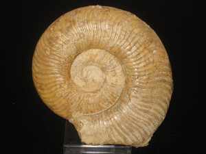 Grammoceras ( Pseudogrammoceras ) fallaciosum ( Bayle, 1878 )
