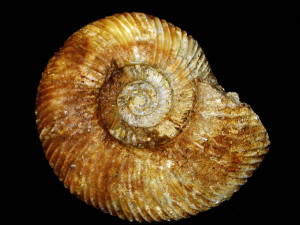Parkinsonia ferruginea ( Nicolesco, 1928 )