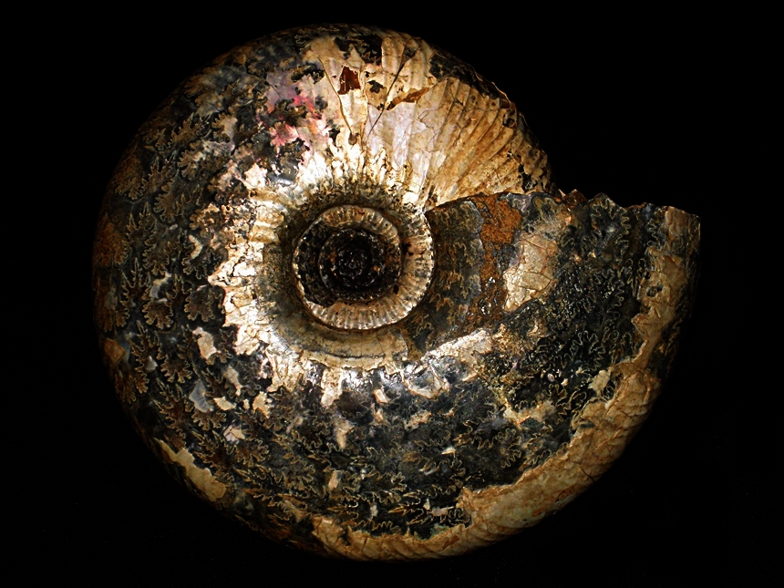 Tollia ( Tollia ) tolli ( Pavlow, 1914 )