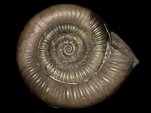 Paltechioceras hoffmanni ( Schlatter, 1984 )