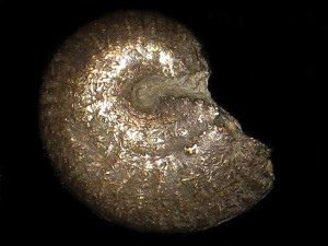 Strigoceras bessinum ( Brasil, 1895 )