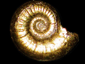 Dorsetensia ( Nannia ) defalcata ( Quenstedt, 1858 )