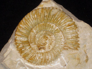 Idoceras ( Subnebrodites ) minutum ( Dieterich, 1940 )