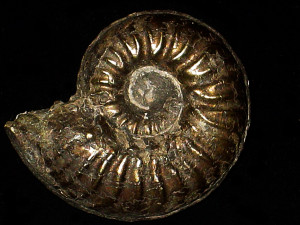 Dorsetensia ( Nannia ) hannoverana ( Hiltermann, 1939 )