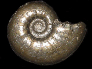 Dorsetensia ( Dorsetensia ) liostraca ( Buckman, 1892 )